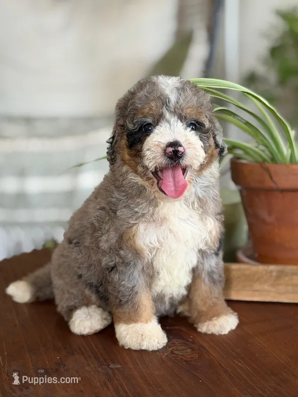 Audrey – Bernedoodle puppy for sale in Cleburne, TX
