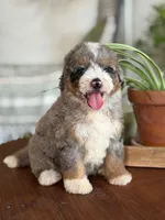Audrey, a female Bernedoodle for sale in Cleburne, TX – 1 of 6