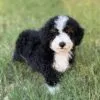 Charlie, a male Bernedoodle for sale in Cleburne, TX – 4 of 7