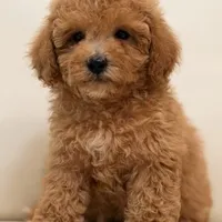 Biscuit, a male Goldendoodle for sale in Cleburne, TX – 1 of 5