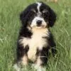Cooper – Bernedoodle puppy for sale in Cleburne, TX
