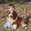 Theo, a male Goldendoodle for sale in Cleburne, TX – 3 of 4