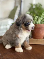 Audrey, a female Bernedoodle for sale in Cleburne, TX – 4 of 6