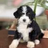 Charlie, a male Bernedoodle for sale in Cleburne, TX – 1 of 7