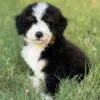 Charlie, a male Bernedoodle for sale in Cleburne, TX – 3 of 7
