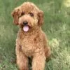 Jasper – Goldendoodle puppy for sale in Cleburne, TX