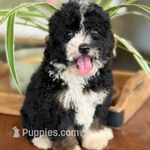 Indie – Bernedoodle puppy for sale in Cleburne, TX