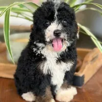 Indie, a female Bernedoodle for sale in Cleburne, TX – 1 of 4