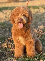 Theadore, a male Miniature Goldendoodle for sale in Cleburne, TX – 5 of 6