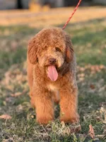 Theadore, a male Miniature Goldendoodle for sale in Cleburne, TX – 6 of 6