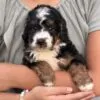 Waffles, a male Bernedoodle for sale in Cleburne, TX – 4 of 6
