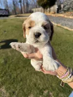 Brynlee, a female Cocker Spaniel for sale in Monroe, GA – Photo 1 of 5