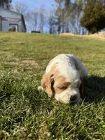 Brynlee, a female Cocker Spaniel for sale in Monroe, GA – Photo 4 of 5