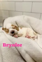 Brynlee, a female Cocker Spaniel for sale in Monroe, GA – Photo 2 of 5