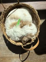 Banks, a male Cocker Spaniel for sale in Monroe, GA – Photo 2 of 6