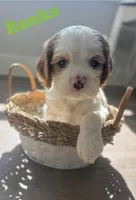 Banks, a male Cocker Spaniel for sale in Monroe, GA – Photo 1 of 6