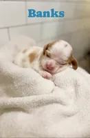 Banks, a male Cocker Spaniel for sale in Monroe, GA – Photo 4 of 6