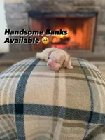 Banks, a male Cocker Spaniel for sale in Monroe, GA – Photo 5 of 6