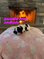 Betty, a female Cocker Spaniel for sale in Monroe, GA – Photo 5 of 6