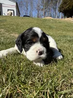 Betty, a female Cocker Spaniel for sale in Monroe, GA – Photo 3 of 6