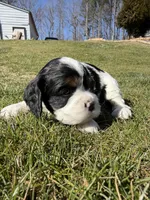 Betty, a female Cocker Spaniel for sale in Monroe, GA – Photo 6 of 6