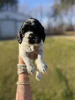 Baby, a female Cocker Spaniel for sale in Monroe, GA – Photo 1 of 4
