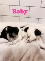 Baby, a female Cocker Spaniel for sale in Monroe, GA – Photo 2 of 4