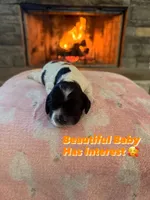 Baby, a female Cocker Spaniel for sale in Monroe, GA – Photo 3 of 4