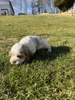 Brynlee, a female Cocker Spaniel for sale in Monroe, GA – Photo 5 of 5