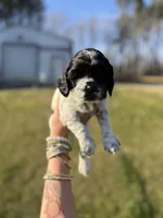 Baby, a female Cocker Spaniel for sale in Monroe, GA – Photo 4 of 4