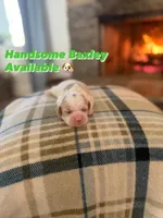 Baxley, a male Cocker Spaniel for sale in Monroe, GA – Photo 3 of 4