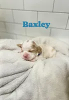 Baxley, a male Cocker Spaniel for sale in Monroe, GA – Photo 2 of 4