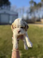 Baxley, a male Cocker Spaniel for sale in Monroe, GA – Photo 4 of 4