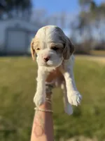 Baxley, a male Cocker Spaniel for sale in Monroe, GA – Photo 1 of 4
