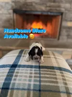 Blaze, a male Cocker Spaniel for sale in Monroe, GA – Photo 3 of 4