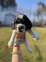 Blaze, a male Cocker Spaniel for sale in Monroe, GA – Photo 1 of 4