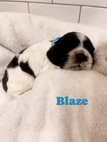 Blaze, a male Cocker Spaniel for sale in Monroe, GA – Photo 2 of 4