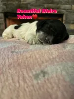 Blaire, a female Cocker Spaniel for sale in Monroe, GA – Photo 2 of 2