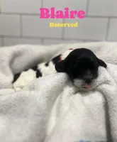 Blaire, a female Cocker Spaniel for sale in Monroe, GA – Photo 1 of 2