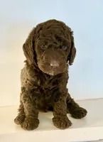 Hershey, a male Goldendoodle for sale in Chateaugay, NY – Photo 1 of 3