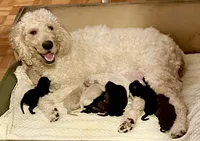 Hershey, a male Goldendoodle for sale in Chateaugay, NY – Photo 2 of 3