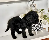 Gigi, a female Goldendoodle for sale in Chateaugay, NY – Photo 2 of 2