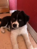 Zina , a female Border Collie for sale in Port Charlotte, FL – Photo 3 of 3