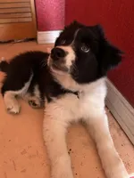 Zina , a female Border Collie for sale in Port Charlotte, FL – Photo 2 of 3