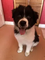 Zina , a female Border Collie for sale in Port Charlotte, FL – Photo 1 of 3