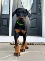 Green collar , a female Doberman Pinscher for sale in Middlesex, NC – 1 of 2
