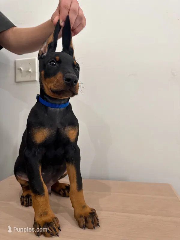 Dark blue collar – Doberman Pinscher puppy for sale in Middlesex, NC