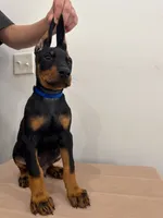 Dark blue collar, a male Doberman Pinscher for sale in Middlesex, NC – 1 of 2