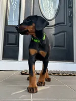 Green collar , a female Doberman Pinscher for sale in Middlesex, NC – 2 of 2