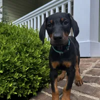 Light blue collar , a male Doberman Pinscher for sale in Middlesex, NC – 2 of 2